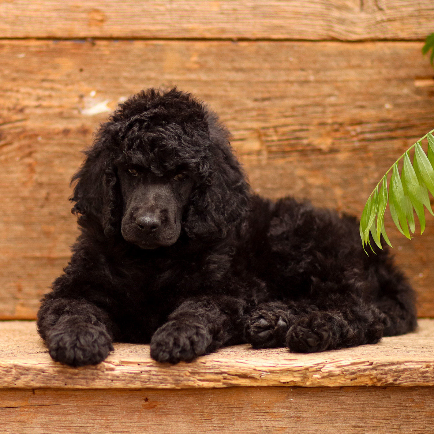 puppy, for, sale, Standard Poodle, John  Stoltzfus, dog, breeder, Christiana, PA, dog-breeder, puppy-for-sale, forsale, nearby, find, puppyfind, locator, puppylocator, aca